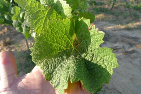 Gewürztraminer (gebruikt voor de zoete wijn).