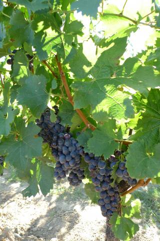 merlot