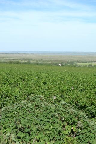 zicht vanuit de wijngaarden op de Neusiedlersee