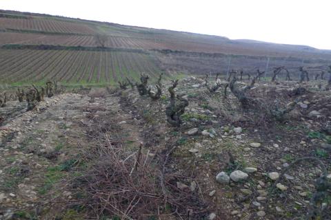 Rioja: oude wijngaard van garnacha op grote hoogte.