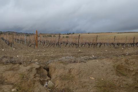 Ribera del Duero