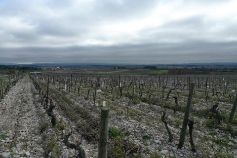 Bij helder weer kan je in de verte Carcassonne zien liggen, rechts de Pyreneëen.