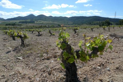 Monastrell is King