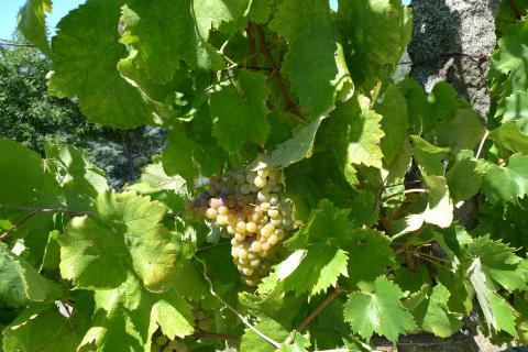 Malvasia, voor de Singular-blend.