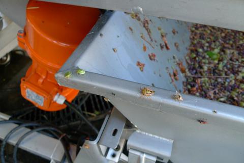 Biologisch: levende beestjes onder de sorteertafel