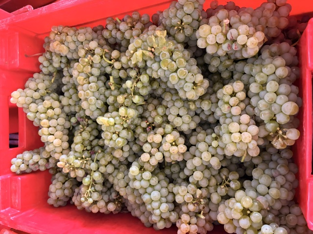 net geoogste Sauvignon-druiven